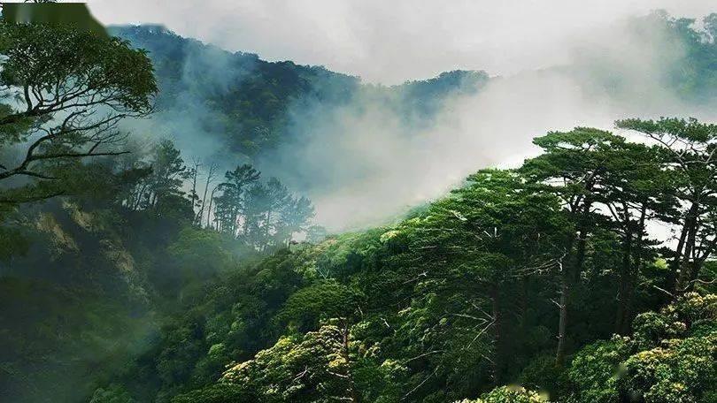 解救金刚鹦鹉